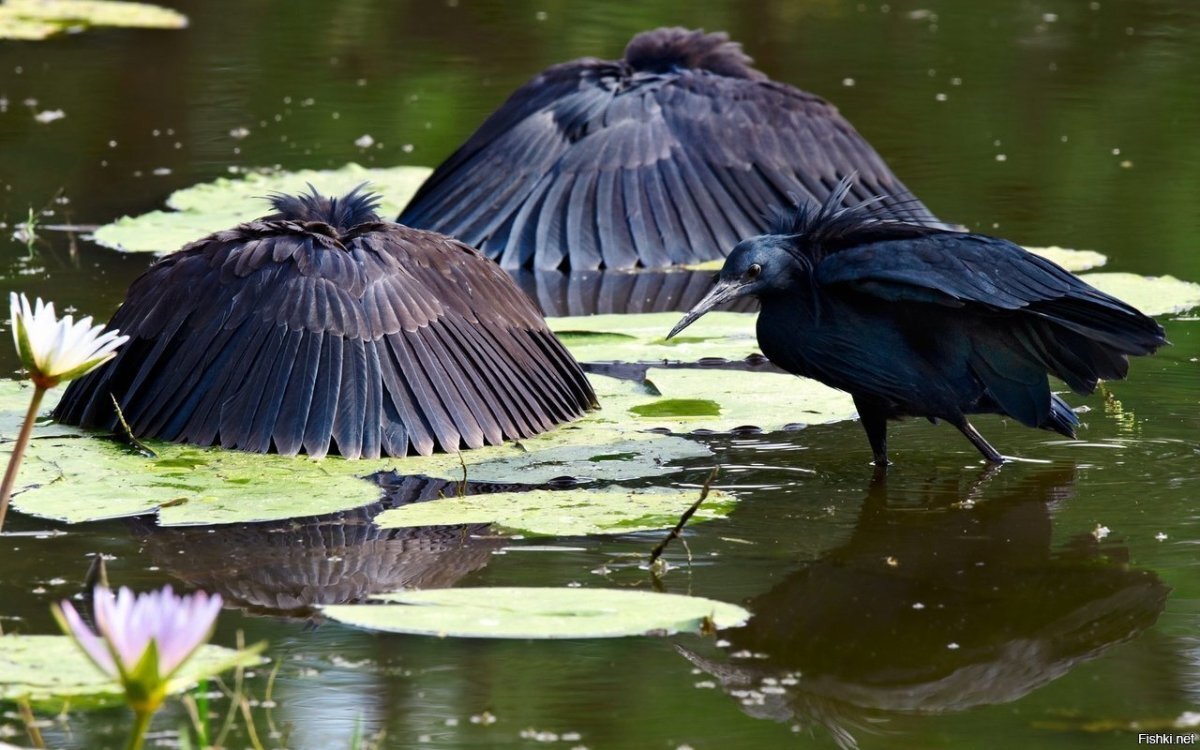   Чёрная цапля (лат. Egretta ardesiaca) — вид аистообразных птиц из семейства цаплевых.