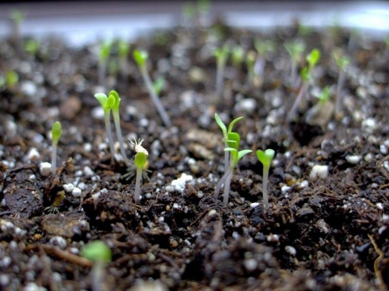 Как вырастить рассаду из мелких семян