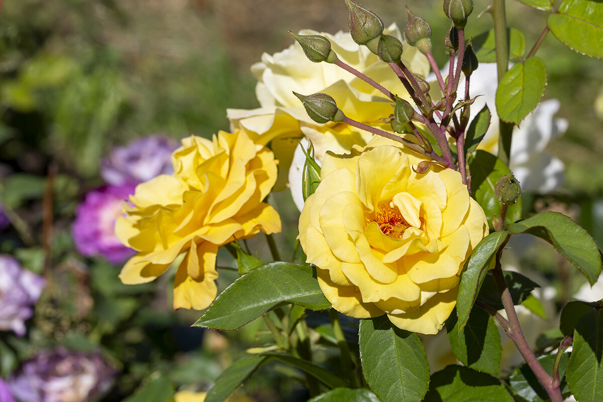 Роза сорта Голделс