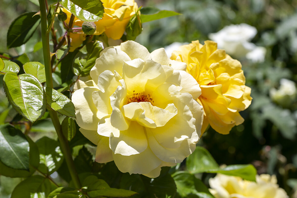 Роза сорта Голделс