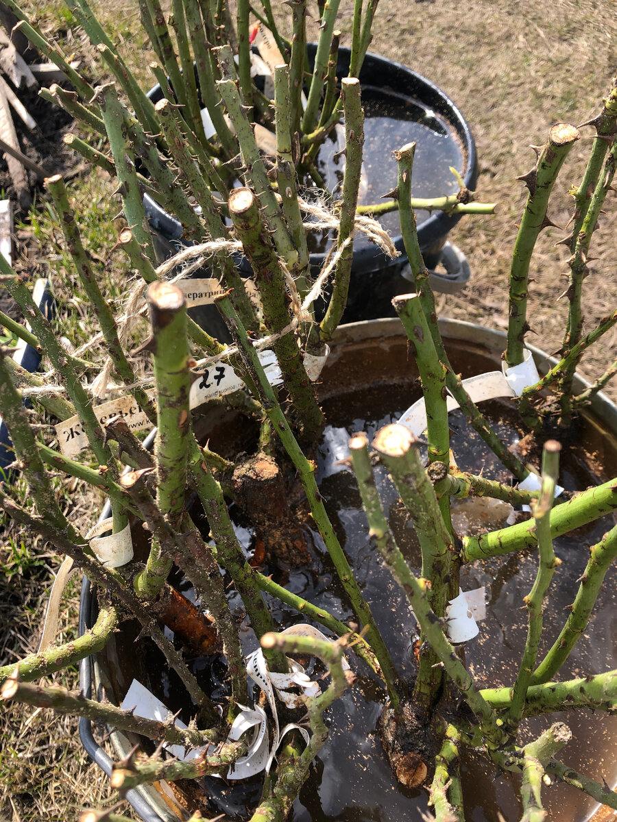 в питательном растворе 29.04 23.