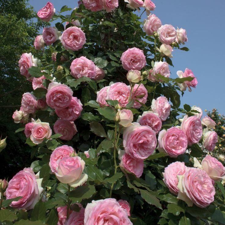 роза Пьер де Ронсар, фото из свободного источника