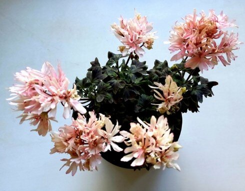 Ушёл  стеллар Clatterford