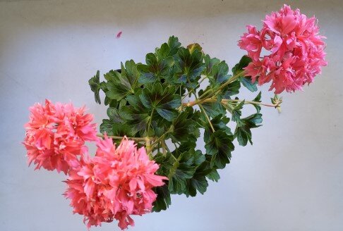 Bronse Batterflay т оже ушёл.