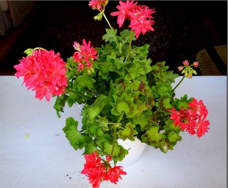 June Patricia3 ушла, к сожалению. А был красивый золотолистник.