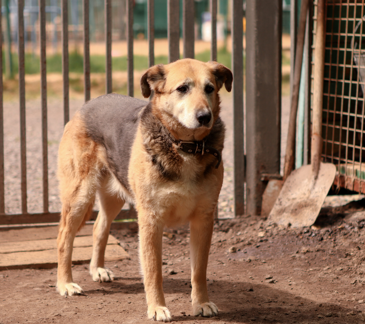 Друзья! Это моя первая статья. Поддержите меня после прочтения, пожалуйста. Ведь есть же шанс у меня покинуть этот приют?