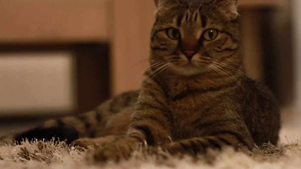     Ученые проводили исследование с 2010 по 2023 год, а сейчас планируют запатентовать его результаты.