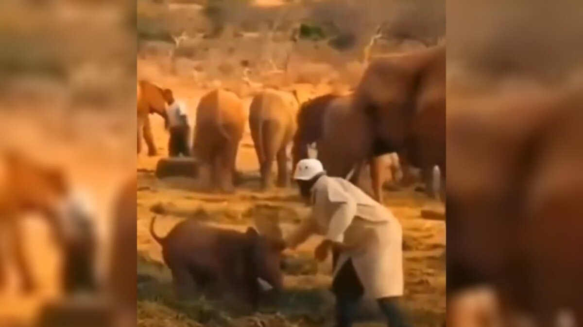 В социальной сети X (бывший Twitter) появилось короткое видео, на котором, похоже, слоненок учится общаться с человеком. То, что сделал большой слон, поразило многих пользователей. Посмотрите, почему.