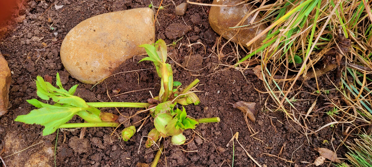 Морозник скоро зацветет (фото от 8.02.24.)