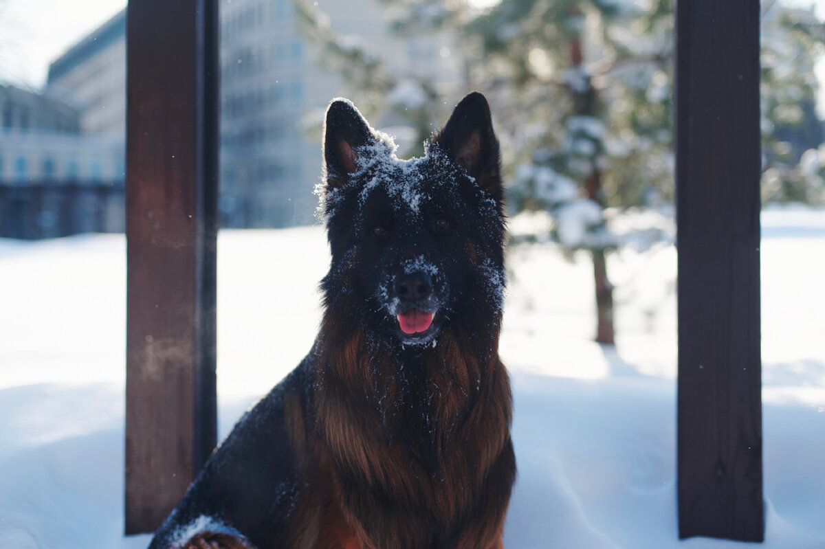 Немецкая овчарка Локи