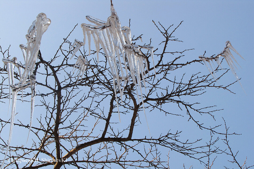 СОСУЛЬКИ  рядом с домом.