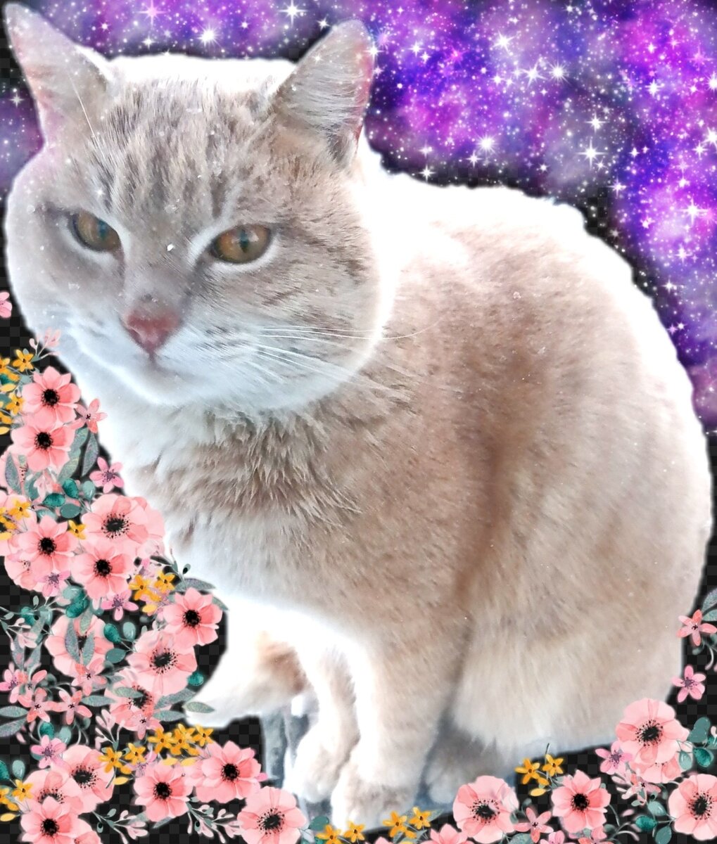 Очень ласковый палевого цвета бездомный кот...