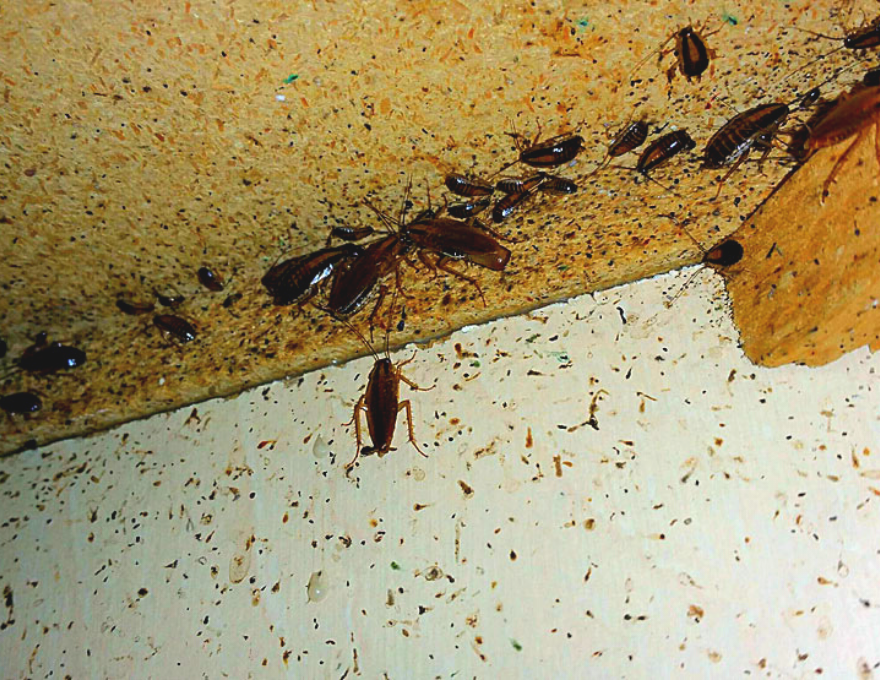 Обработка от тараканов холодным туманом | Опхлоп - Служба по ...