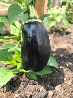 посевной календарь на 2023 год. цветочная рассада. благоприятные дни для рассады 2023. выращиваем рассаду. благоприятные дни для посадки рассады в апреле 2023.