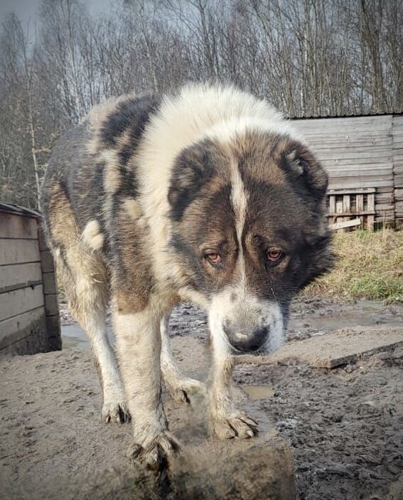 Простите нас, милые, любимые!!!😢