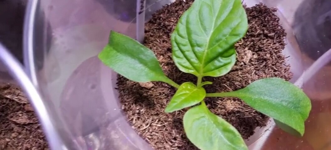 Авторское фото перца на 14 день с момента сева семян.