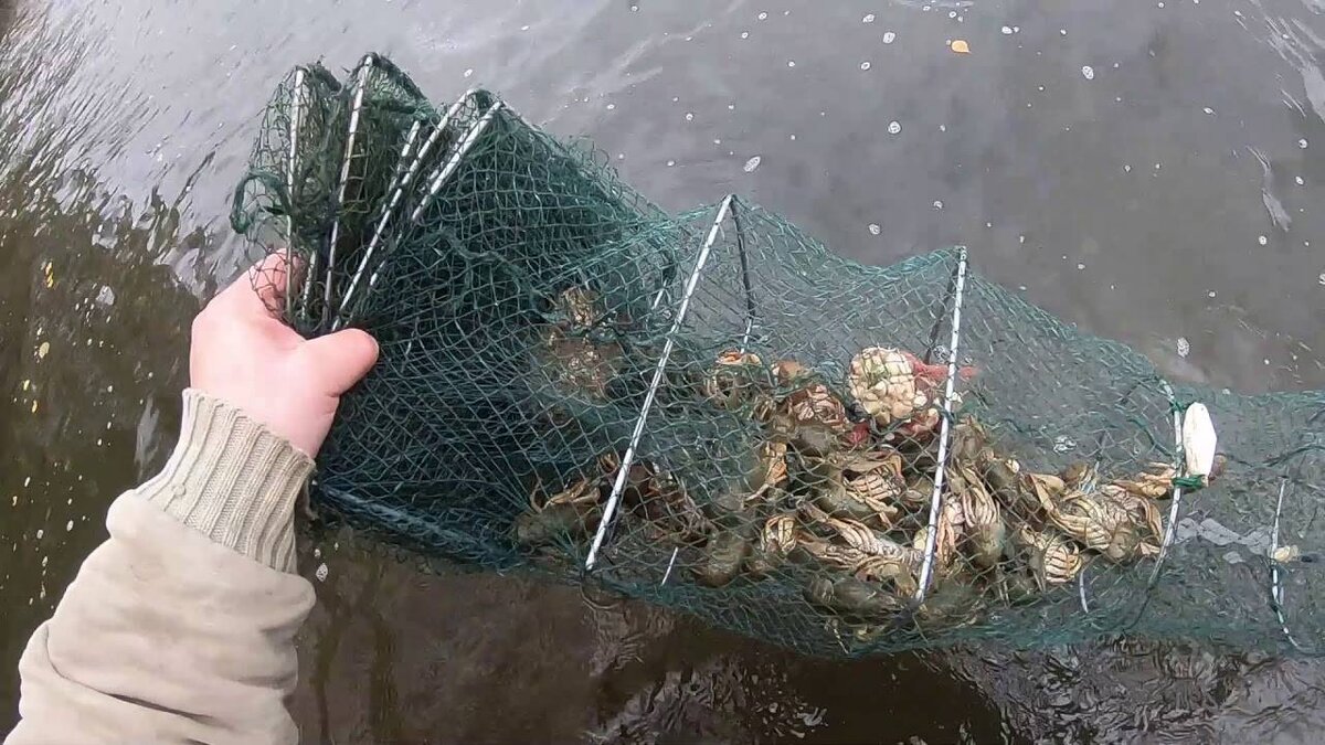 Какая раколовка самая уловистая