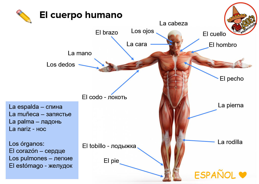 t.me/espanolinfo