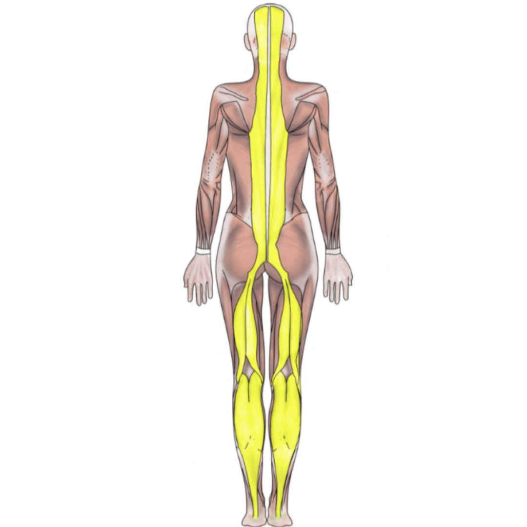 Гор линия теле. Топографические линии грудной клетки сбоку. Мышечные цепи майерса плакаты. Проекция женского тела. Гор линия теле.