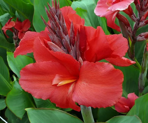 Цветущие канны. Скрин фото автора