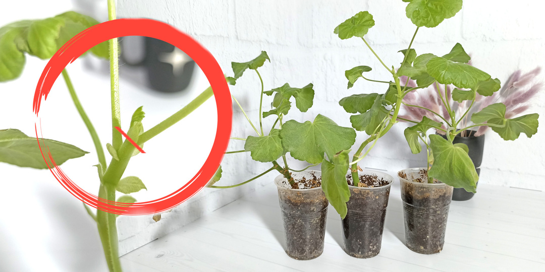 План ухода «Из черенка – в цветущий куст»: Герань в первый год жизни обрастет и покажет свою красоту