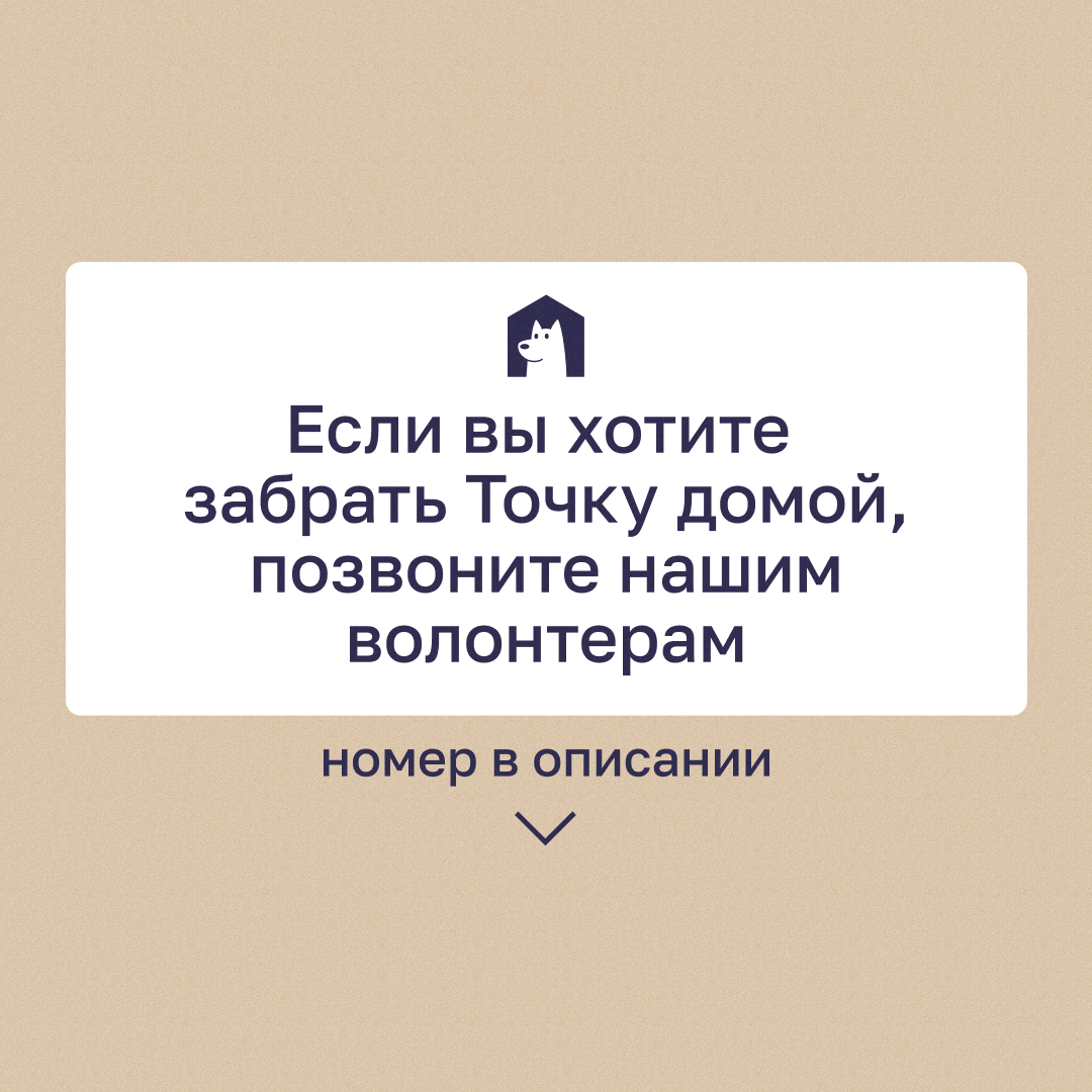 Для радости каждый день собака Точка. И точка! | Приют в Печатниках | Дзен