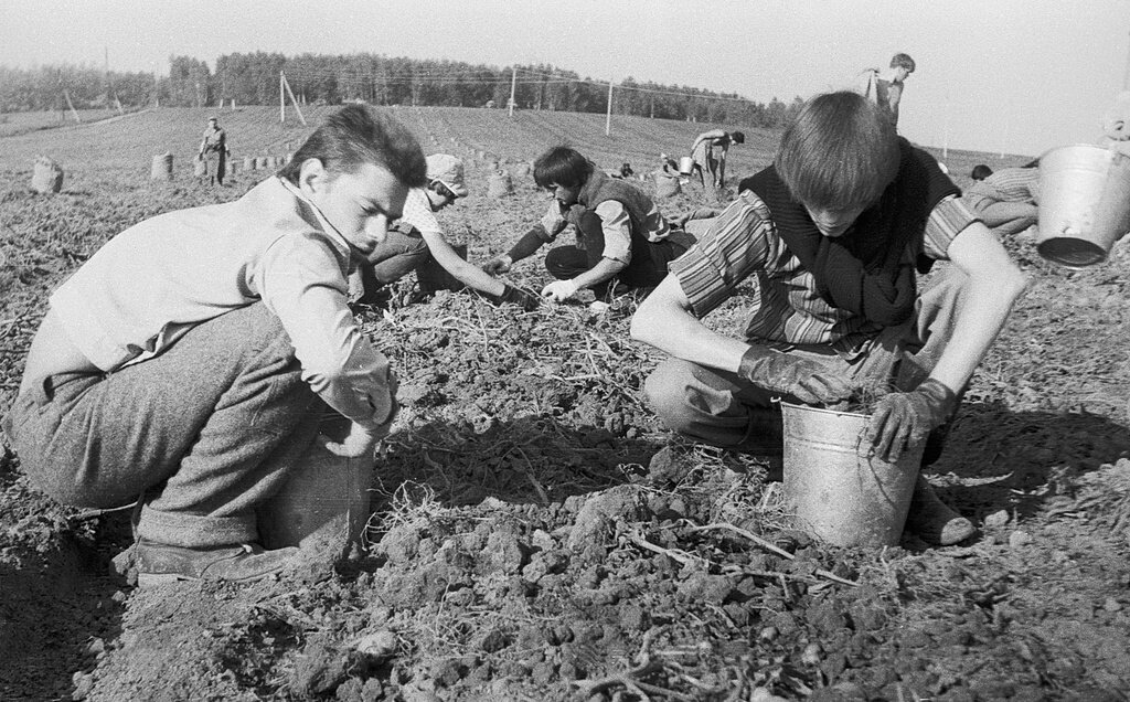 Школьники на уборке картофеля. На картошку в СССР. Советские школьники на картошке. Сбор урожая в колхозе.