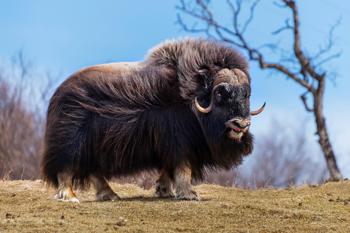 гренландский овцебык. овцебык в тундре. мускусный бык (овцебык). мускусный бык (овцебык). мускусный овцебык.