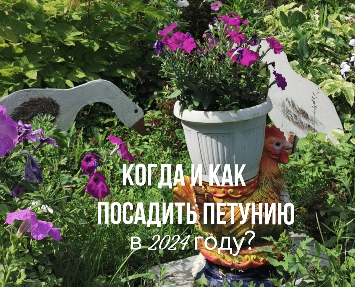 Сроки посадки петунии в 2024 году на рассаду