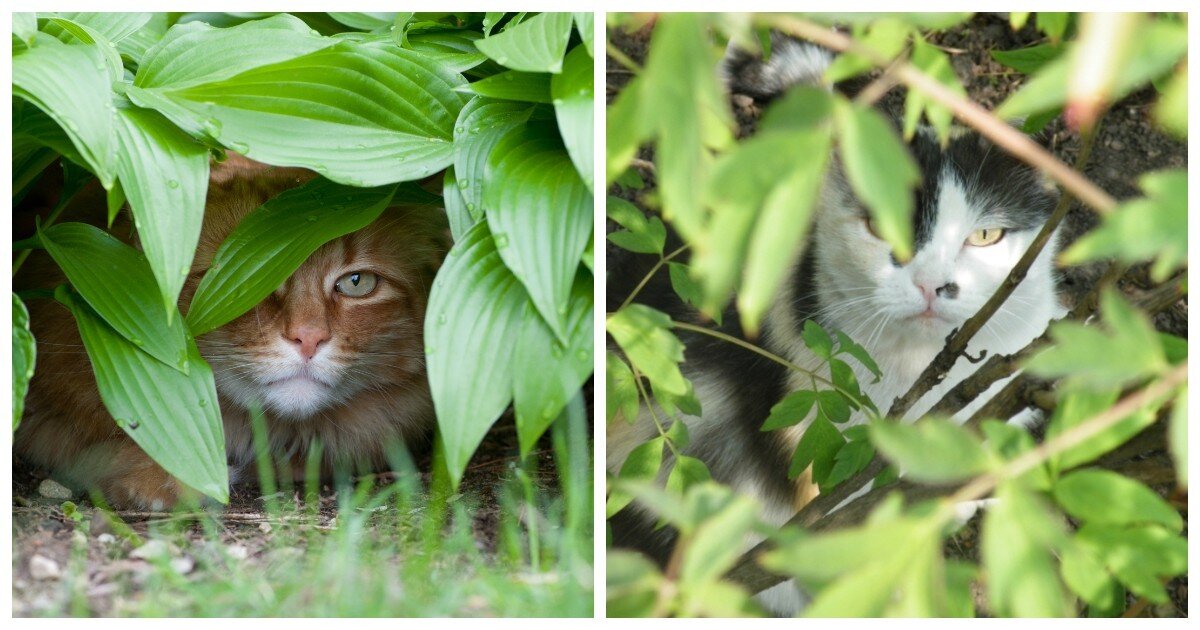 Кот под кустом