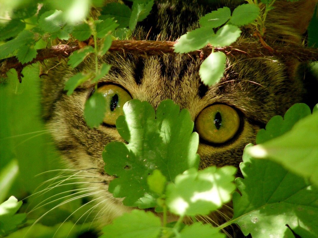 Выскочил из засады. Кот затаился в траве. Кот прячется в траве. Кот прячется в кустах. Затаился в кустах.
