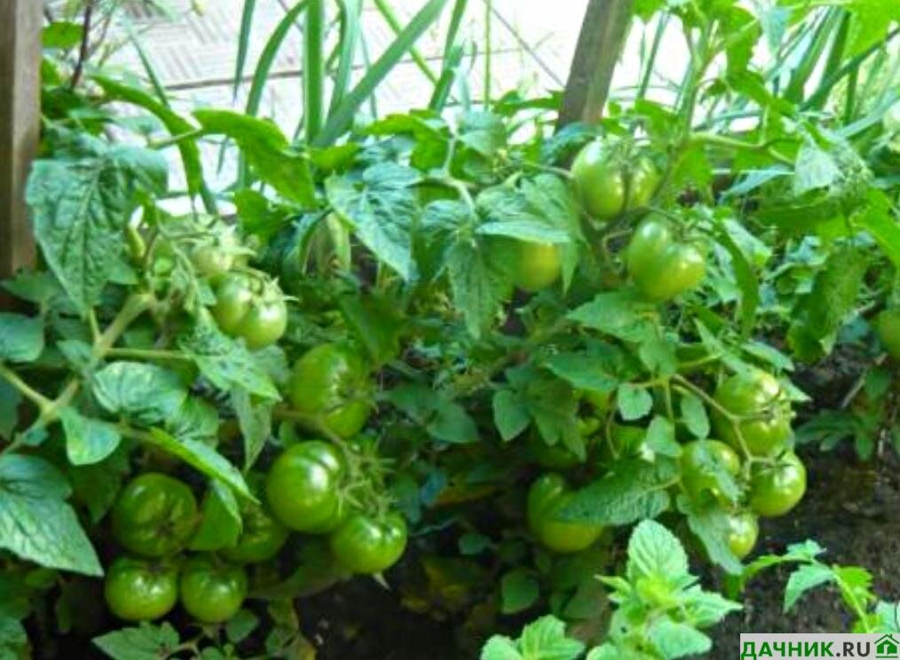 что посадить на солнце без полива. что посадить на солнце без полива. поливать огород. рассада бархатцев. гайлардия грандифлора.