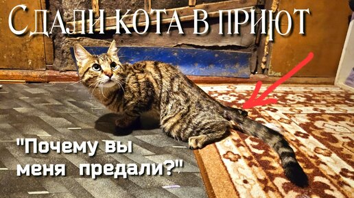 💔Хозяева отказались от своего больного кота/он боялся людей/ и что-то с его лапами 🤦‍♀️🥺 help save the cat