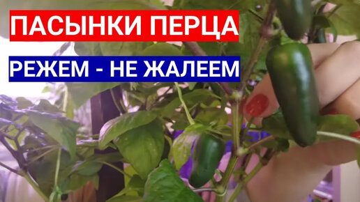 ПЕРЦЫ НЕ ЛЮБЯТ ПАСЫНКИ - СХЕМА ПАСЫНКОВАНИЯ И ФОРМИРОВКИ КУСТА ПЕРЦА В ТЕПЛИЦЕ И ОТКРЫТОМ ГРУНТЕ