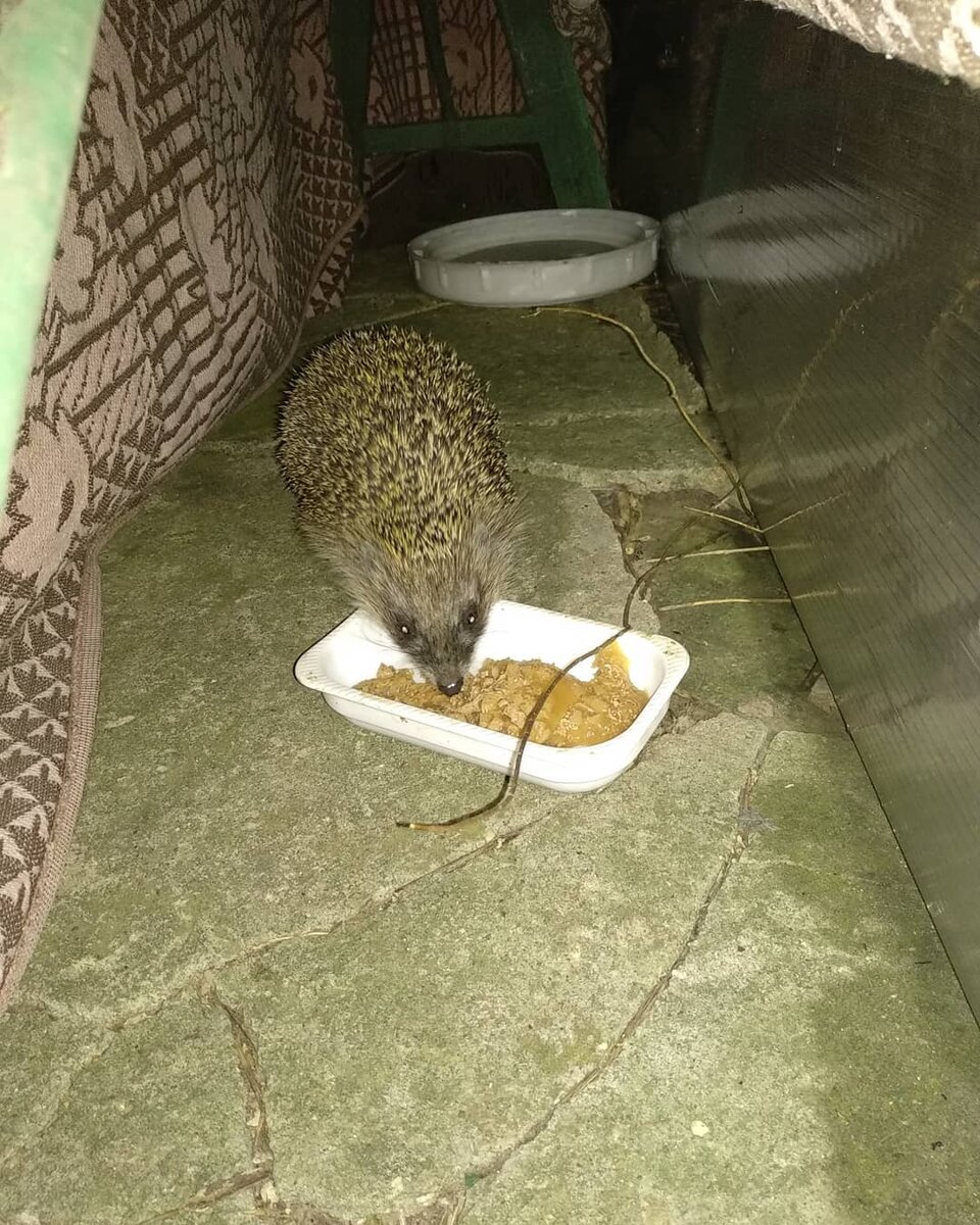 Застукан в ночи