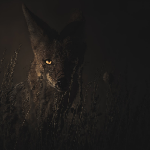 туман скрывает страх