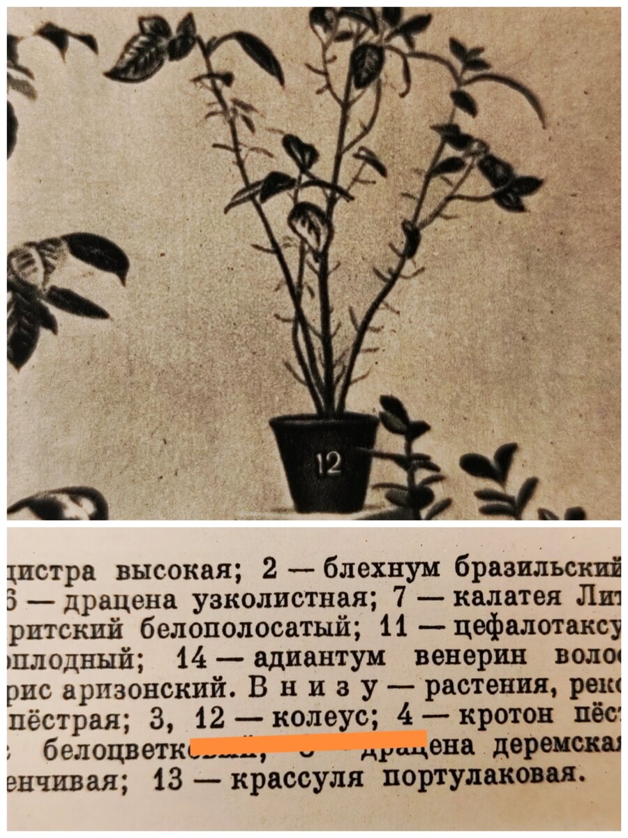 Вот так выглядел эталонный  колеус в 1962 г. Этого года издания энциклопедия у меня. Фото автора
