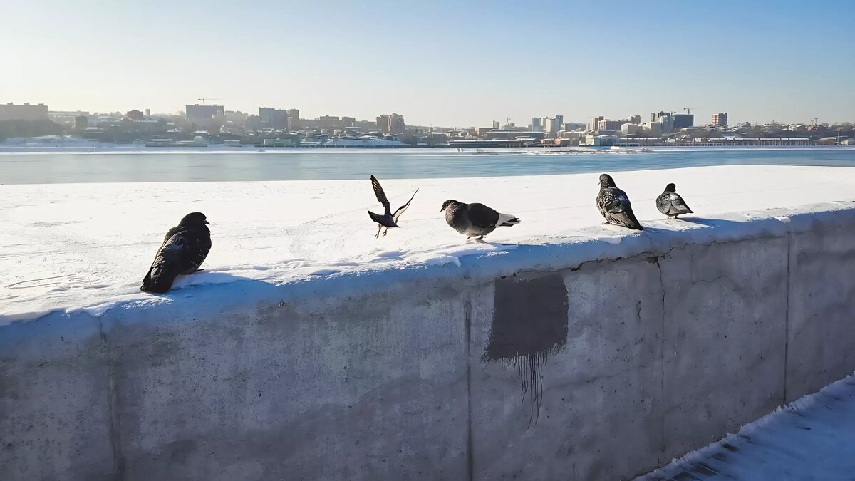 Голуби раздора. Городские птицы терроризируют жителей Нягани | muksun.fm |  Дзен