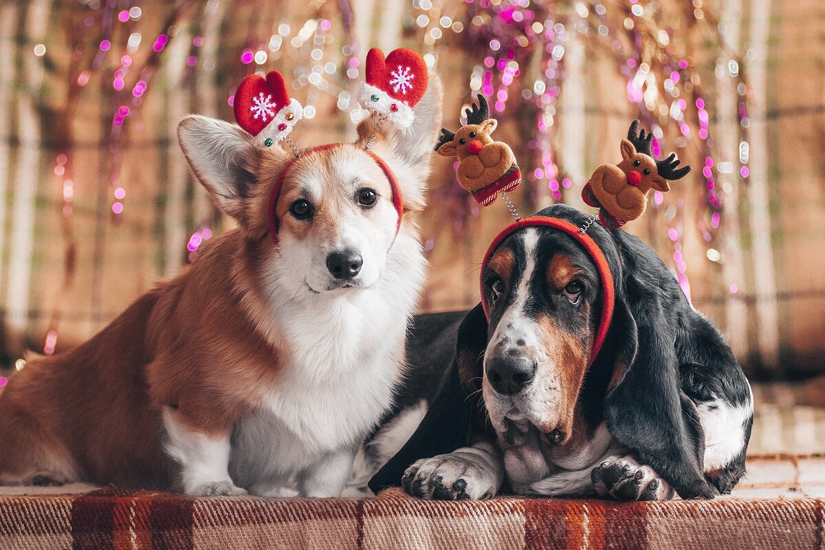 Фото из архива нашего питомника.