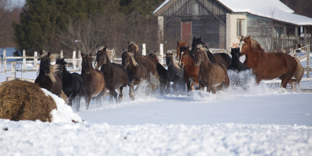 Проект "Русская серебристая": как мечты о создании идеальной лошади сталкиваются с жестокой реальностью и приводят к выгоранию