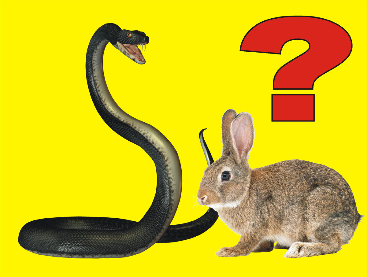 Просто обложка, как говорят для привлечения внимания.