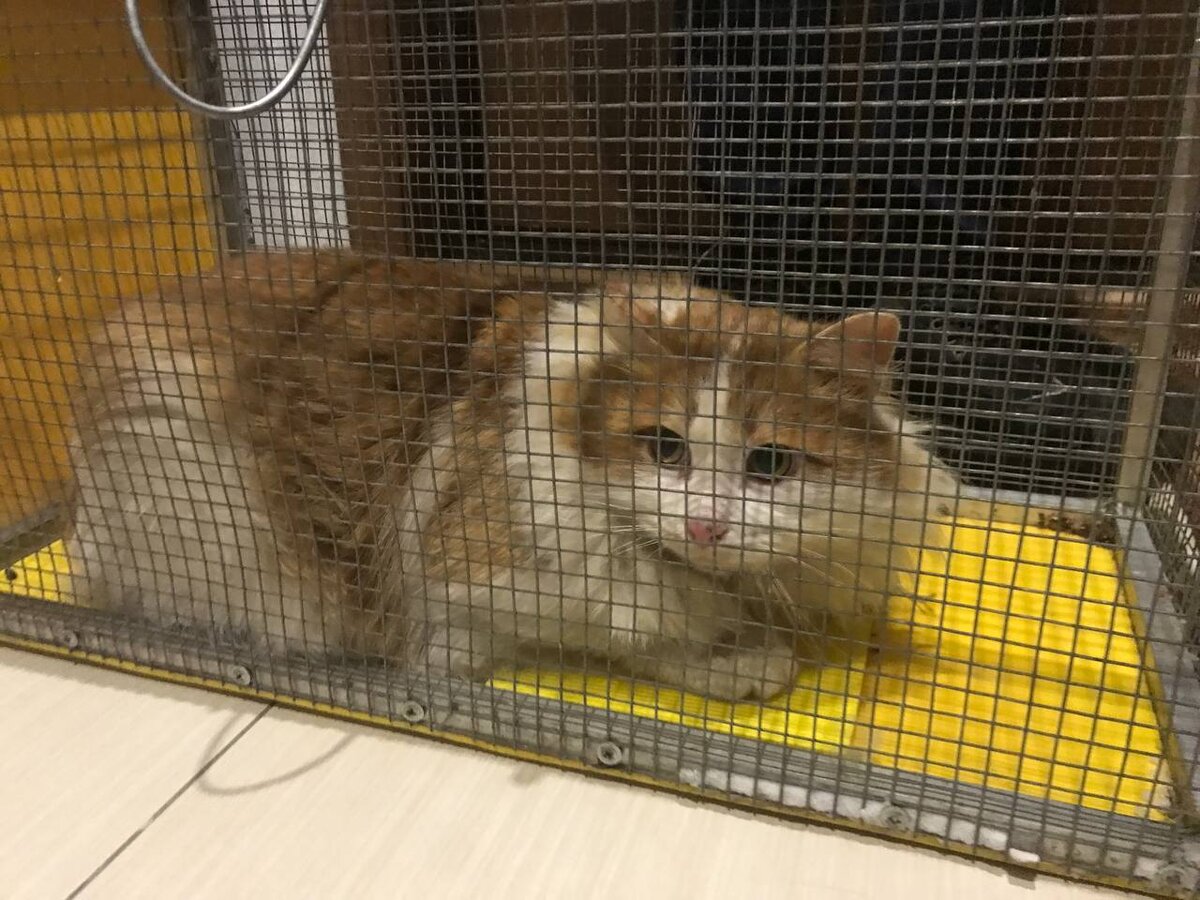 Из Телеграм канала«Помощь пушистым» 