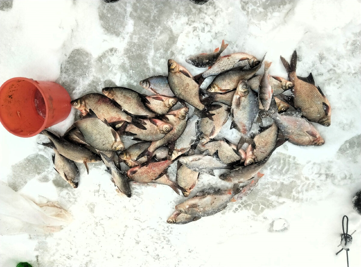 Отчет о рыбалке на белоярском водохранилище