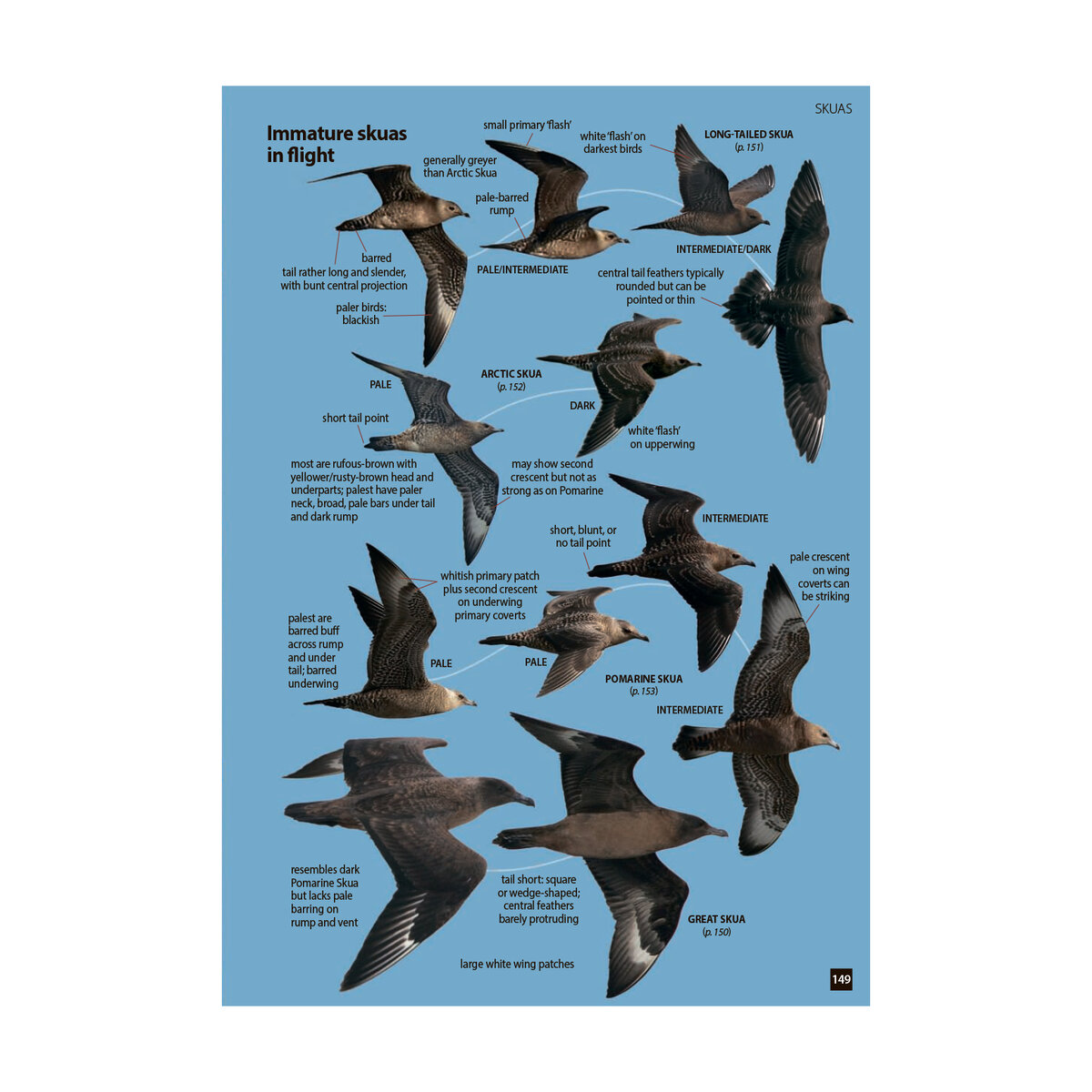 Молодые поморники в полёте. Взрослые тоже есть на соседней страницы. Очень удобно.