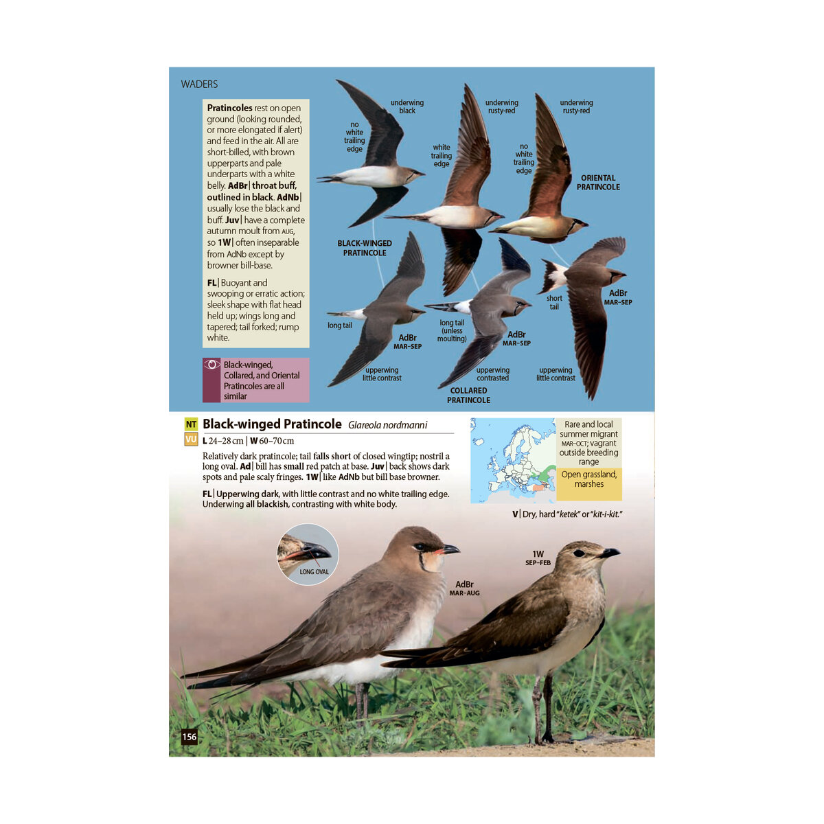 Сразу три тиркушки в полёте, включая залётную восточную.