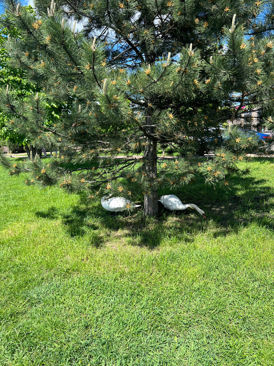 Фото из личного архива. Лебеди отдыхают в летнюю жару в тени сосны. Немецкая деревня