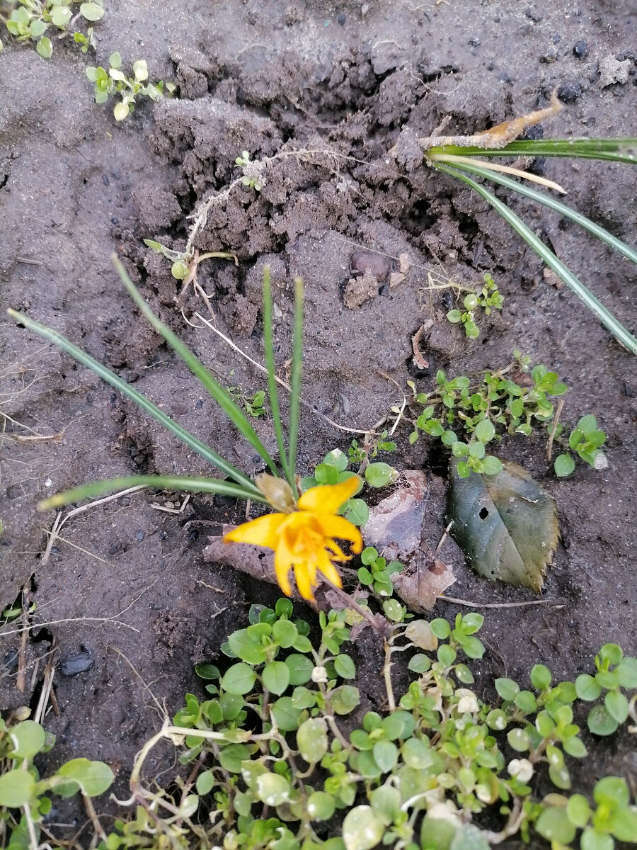 Крокус расцвел, я его привезла из Белгорода и посадила в новом доме. В Белгороде раньше 8 марта он никогда не расцветал! 