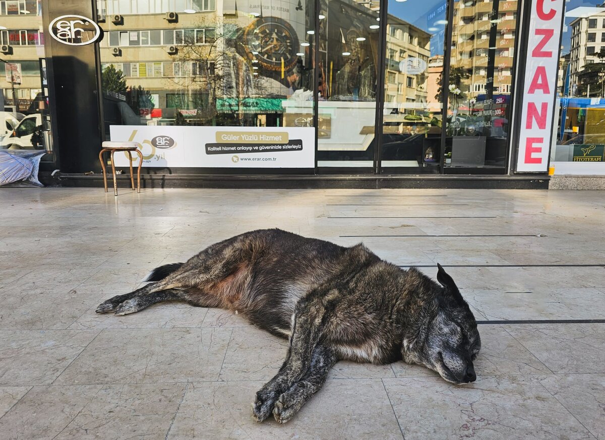бебиленд мягкая игрушка собачка. сувенир "собака". статуэтка "щенок". игрушка чихуахуа. вешалка собачка.