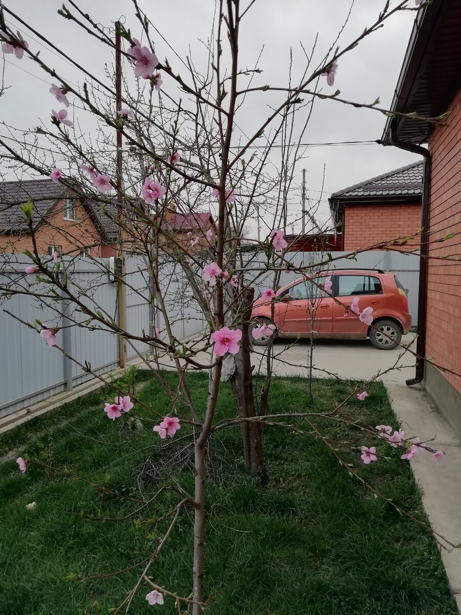 Если у дома на юге не растёт персик, значит вы не на юге🤣