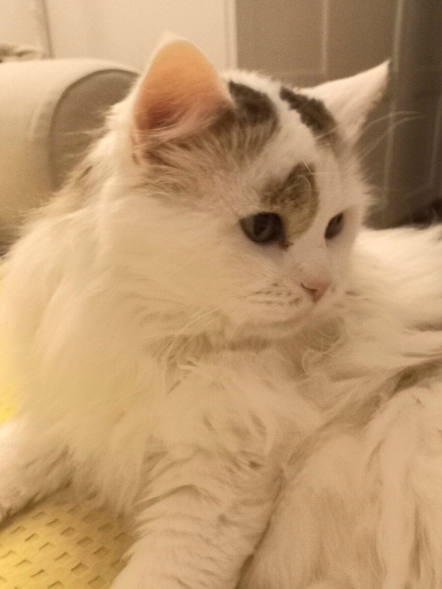 Котика вам с хорошим настроением 😺